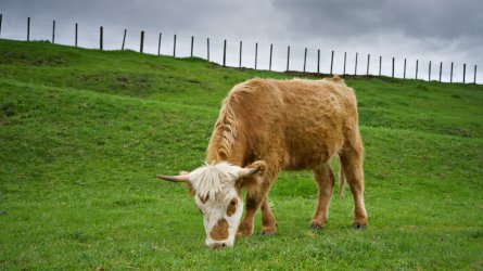 Highlander-Bull_X2D_45P_GetDPI.jpg