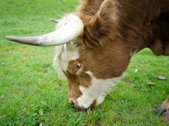 Highlander-Bull-Close_GetDPI.jpg