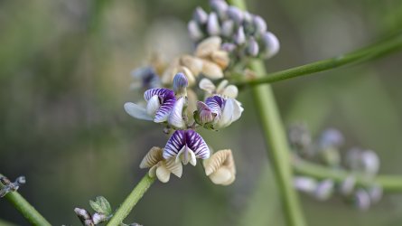 Carmichaelia appressa II.jpg