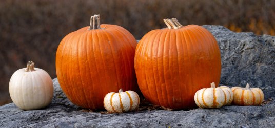 _IGP0181 RAW 150mm f5_6 Pumpkins Cropped PSE-1 P2500.jpg _IGP0181 RAW 150mm f5_6 Pumpkins Cropped PSE-1 P2500.jpg