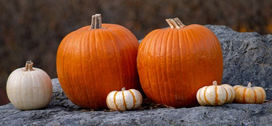 _IGP0187 RAW 300mm f5_6 Pumpkins Cropped P2500.jpg _IGP0187 RAW 300mm f5_6 Pumpkins Cropped P2500.jpg