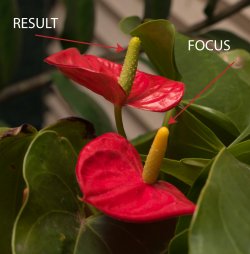 FOCUS--RESULT.jpg