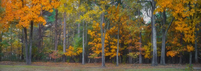 Backyard Pan-4-2.jpg