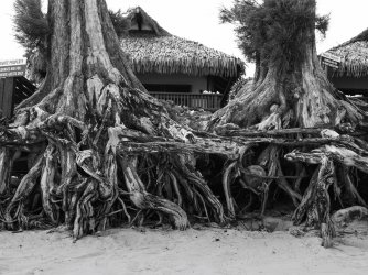 Tree-Roots-Muri-Beach_X2D_65mm_B&W-02.jpg