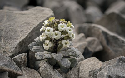 Notothaspi rosulatum III.jpg