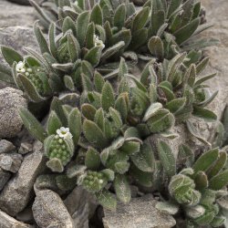 Myosotis traversii.jpg