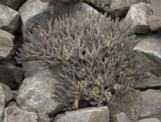 Stellaria roughii III.jpg