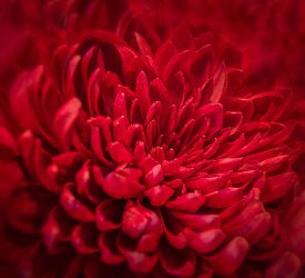 Christmas small-7.jpg