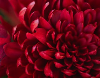 Christmas small-11.jpg