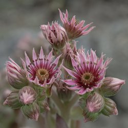 Succulent flowers I.jpg