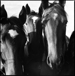 Yearlings_2000FCW_80Planar_TriX400_R09-1_50.jpg