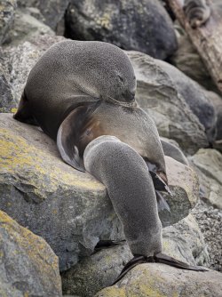 Fur seal feeding pup.jpg