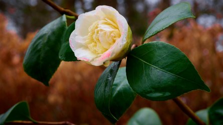 CF088056_HDR.jpg CF088056_HDR.jpg