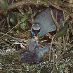 Kokako nest Mapara I.jpg Kokako nest Mapara I.jpg