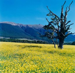 Rape-Flowers-LUF.jpg