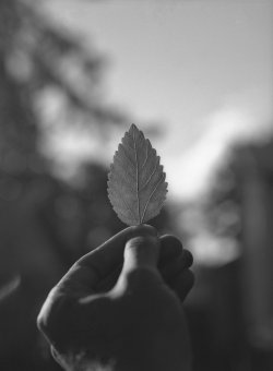 XP2 400 DDX_1-01.jpeg