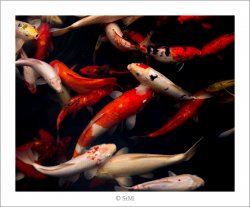 Koi framed 2.jpg Koi framed 2.jpg