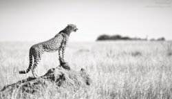 Abiggs_03092012_Mara Plains016-Edit.jpg