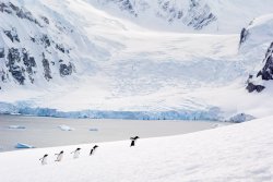 Abiggs_120711__Antarctica162-Edit.jpg