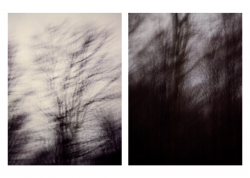 Night Trees - Instagram.png Night Trees - Instagram.png