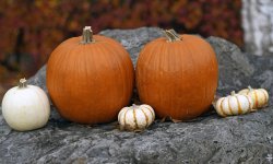 _DSC0089 JPG 85mm f1_4 Cropped P2000.jpg