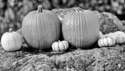 _DSC1804 RAW AIS 105 f1_8 Pumpkins SEP-1 P1800.jpg
