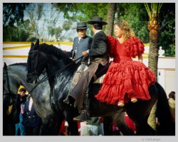 02 - Feria del Caballo Pferde hell 1200.jpg