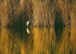Egret.jpg