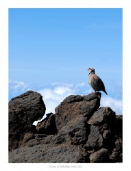 __PA0095 JPG Haleakala Chukar on Rocks Cropped CLREFX w-caption P1800.jpg