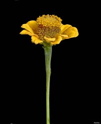 45 x 36 popup Zinnia.jpg