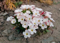 Rodenstock Apo-Rodagon N 80mm f4 question | The GetDPI Photography