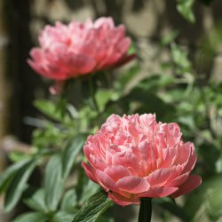 Rodenstock Apo-Rodagon N 80mm f4 question | The GetDPI Photography