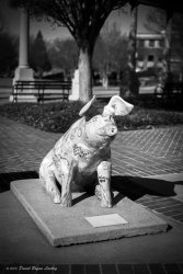 Morning at the Park Pig Nikon F100 FINAL.jpeg
