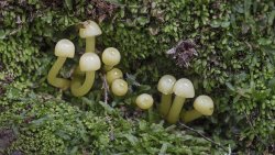 Gliophorus sulphureus Okarito.jpg