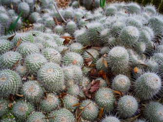 Cacti-03-Adelaide-Botanics_X1D-45P_GetDPI.jpg