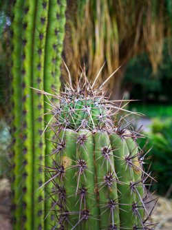 Cacti-Close-Adelaide-Botanics_X1D-45P_GetDPI.jpg