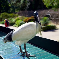 Ibis-Adelaide-Botanics-Crop_X1D-45P_GetDPI.jpg