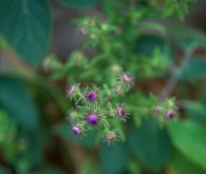 B0255078-HB-90-NE-Aster.jpg