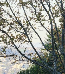 1758388390625.jpeg 1758388390625.jpeg