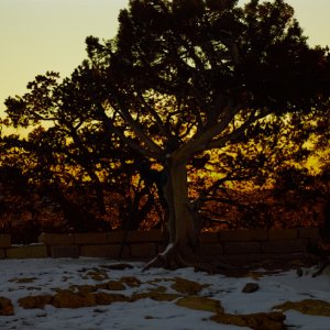 Grand Canyon Dawn - Tree