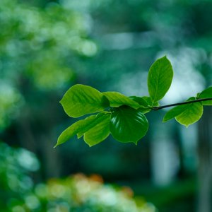 Fuji 135 Zeiss Dscf6607jun 22 2014