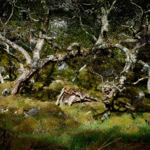 Silver Birch Sutherland