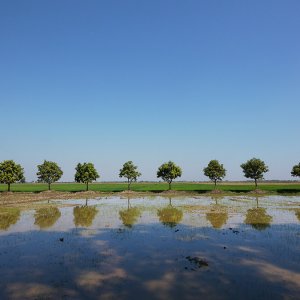P1070094sp12.jpg