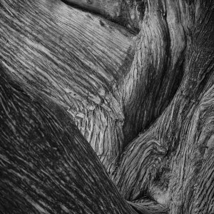 Tree 1