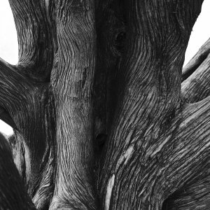 Tree 2