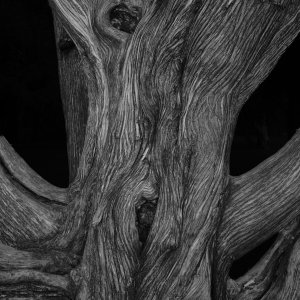 Tree 3