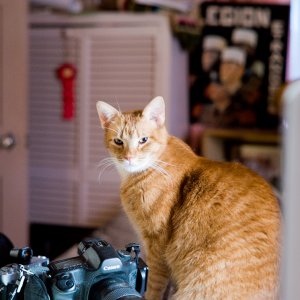 Leo, One Of The Orange Boys