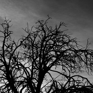 Texas Mesquite, Years Of Wind, Sunset