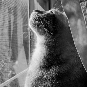 Leo At The Window
