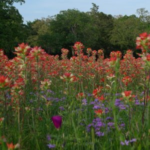 Texas Wildflowers 2010